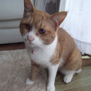 【イチ】メス、雑種、避妊済み【里親募集！】