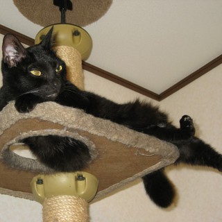 黒猫ちゃんの募集です