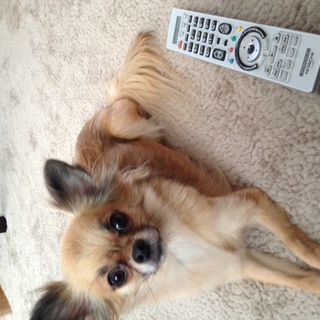 ﾁﾜﾜちゃんの家族になってください