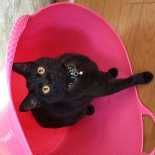 猫ちゃんの里親募集