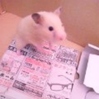 急募！元気なキンクマ（メス）の里親を募集しています。