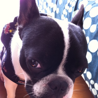 フレンチブルドッグ