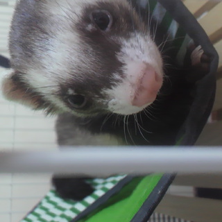 2歳♂フェレット可愛がってくれる方！