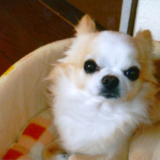 とても安心できる飼い主さんが決まりました。沢山のお問い合わせありがとうございました。