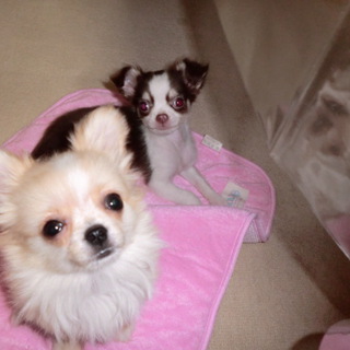 かわいがってください