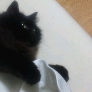 長毛の雌成猫の里親募集