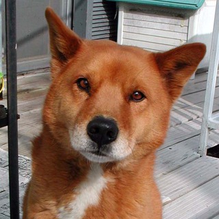 ボクいい子だよ！