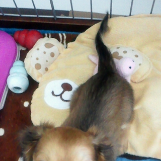 里親探してます