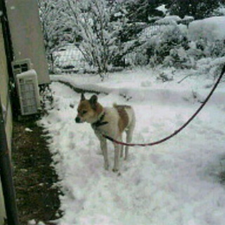 緊急で探しています。可愛い子なのでお願いします