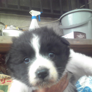 げんきなあまえんぼうです