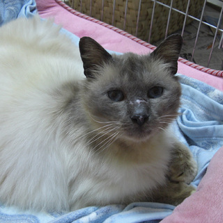 長毛ミックス猫　穏やかな男の子