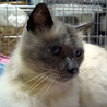 長毛ミックス猫　穏やかな男の子 サムネイル2
