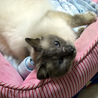 長毛ミックス猫　穏やかな男の子 サムネイル3