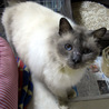 長毛ミックス猫　穏やかな男の子 サムネイル5