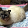 長毛ミックス猫　穏やかな男の子 サムネイル6