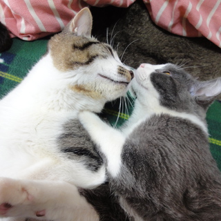 甘えん坊子猫の里親募集中です！！