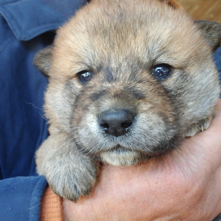 柴系の元気な子犬です