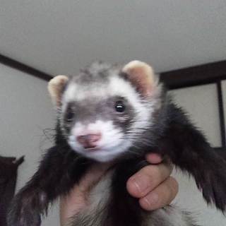 可愛がってください(マーシャルフェレット♂)