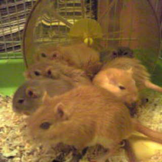 スナネズミの里親募集