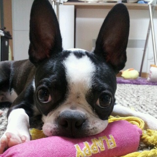 ボストンテリア・オス