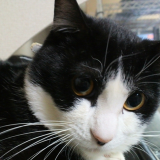 猫オス　推定十ヶ月