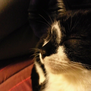 ４ヶ月の白黒ハチワレ・ソックス子猫の里親募集です