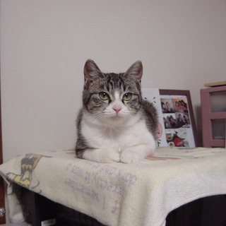 里親様、ありがとうございました。