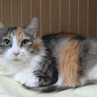 愛知・地域ねこ応援団　MI-KO♀