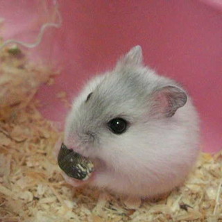 ジャンガリアンハムスター　ベビー　里親募集です。