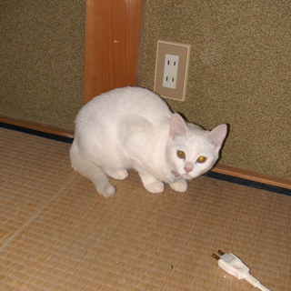 ありがとうございました。