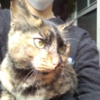 猫*大切にして下さる里親様募集