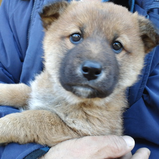 柴系の元気な仔です