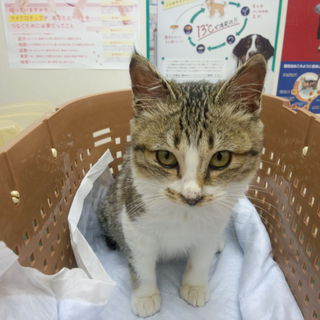 生後3カ月位の仔猫里親様募集