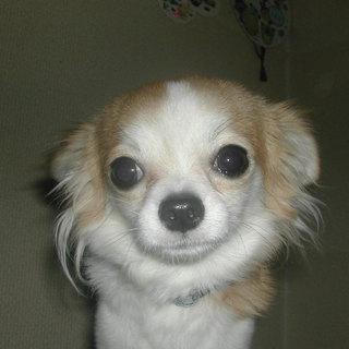 チワワ４歳オス