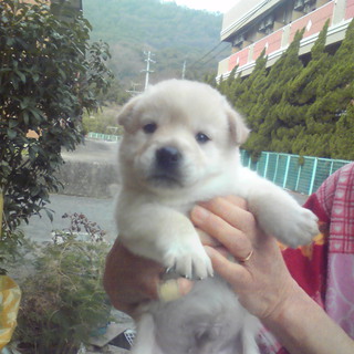 元気なあまえんぼう