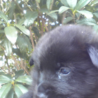 ひとなっつこいこです。