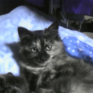 拾い猫の里親さん募集