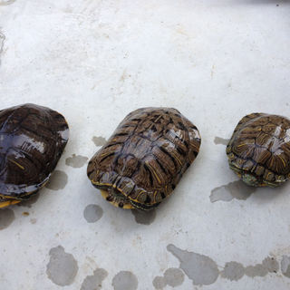 ミドリガメの里親募集中