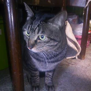 緊急募集です。とても飼いやすい子です3