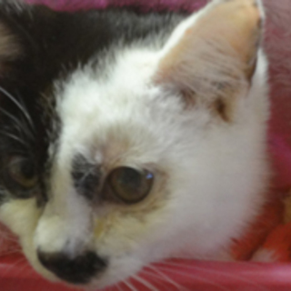 くりくりおメメのメルちゃん