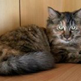 ふわふわなモーモ