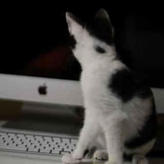 ４ヶ月の甘えん坊な子猫ちゃん