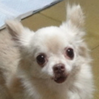 人間が怖いルンバと、安心する距離で生活してくださる方　ルンバ／７歳