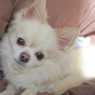 人懐っこく落ち着いていて楽しく一緒に暮らせるチワワ君　たかひろ／推定６歳