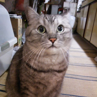 緊急募集です。とても飼いやすい子です。