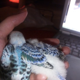 北海道よりセキセイインコの里親募集致します。