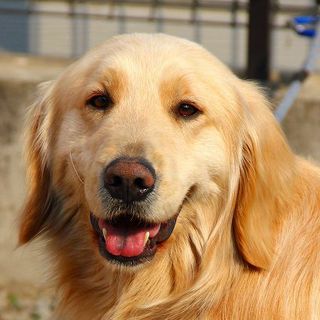 3才　男の子～去勢済み～