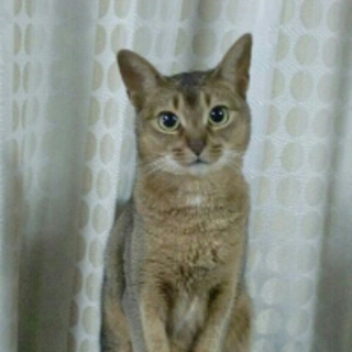 アビシニアンの女の子