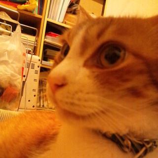 クリクリ目の甘えん坊です