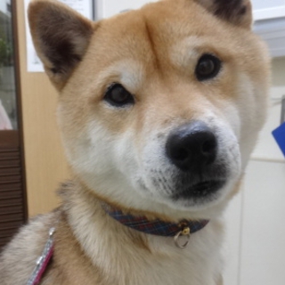 主人に忠実なTHE柴犬　マーク・グリーン／推定３歳